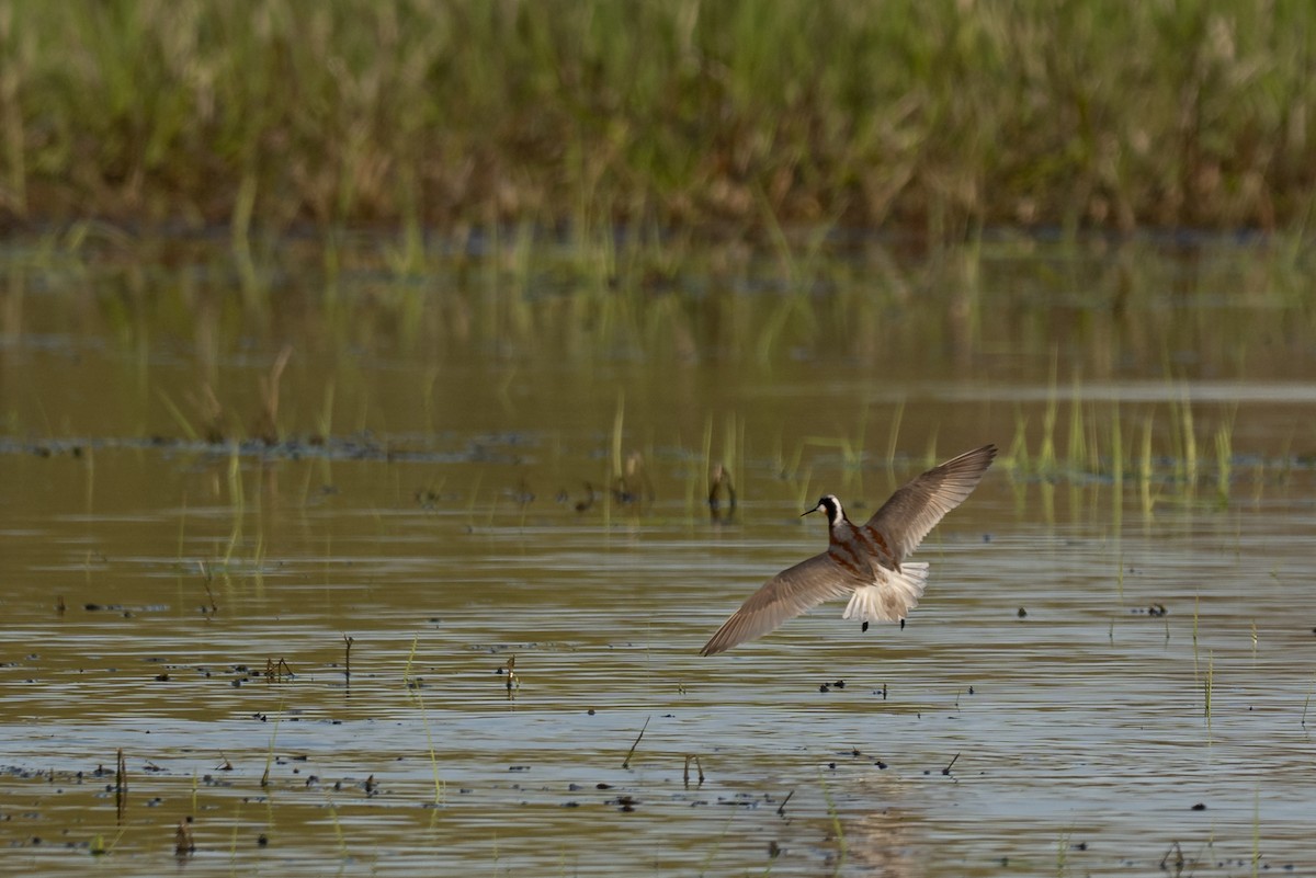 Wilson's Phalarope - ML635425267