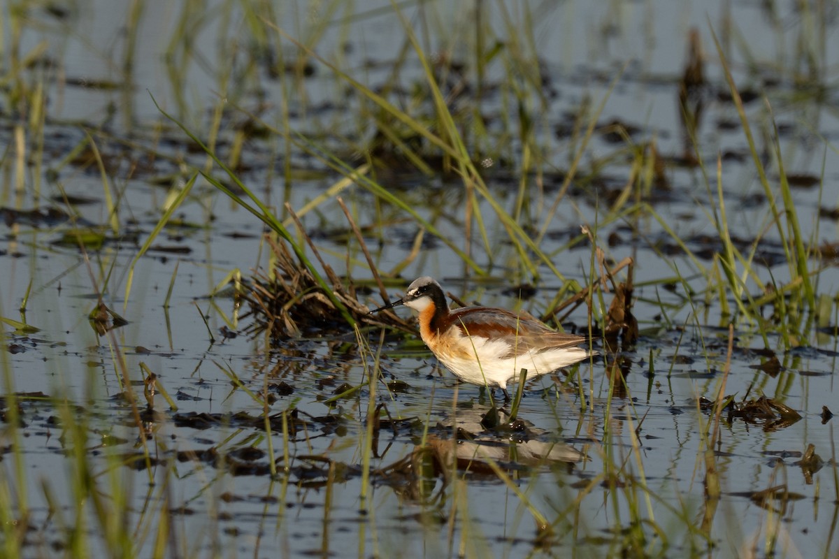 Wilson's Phalarope - ML635425268