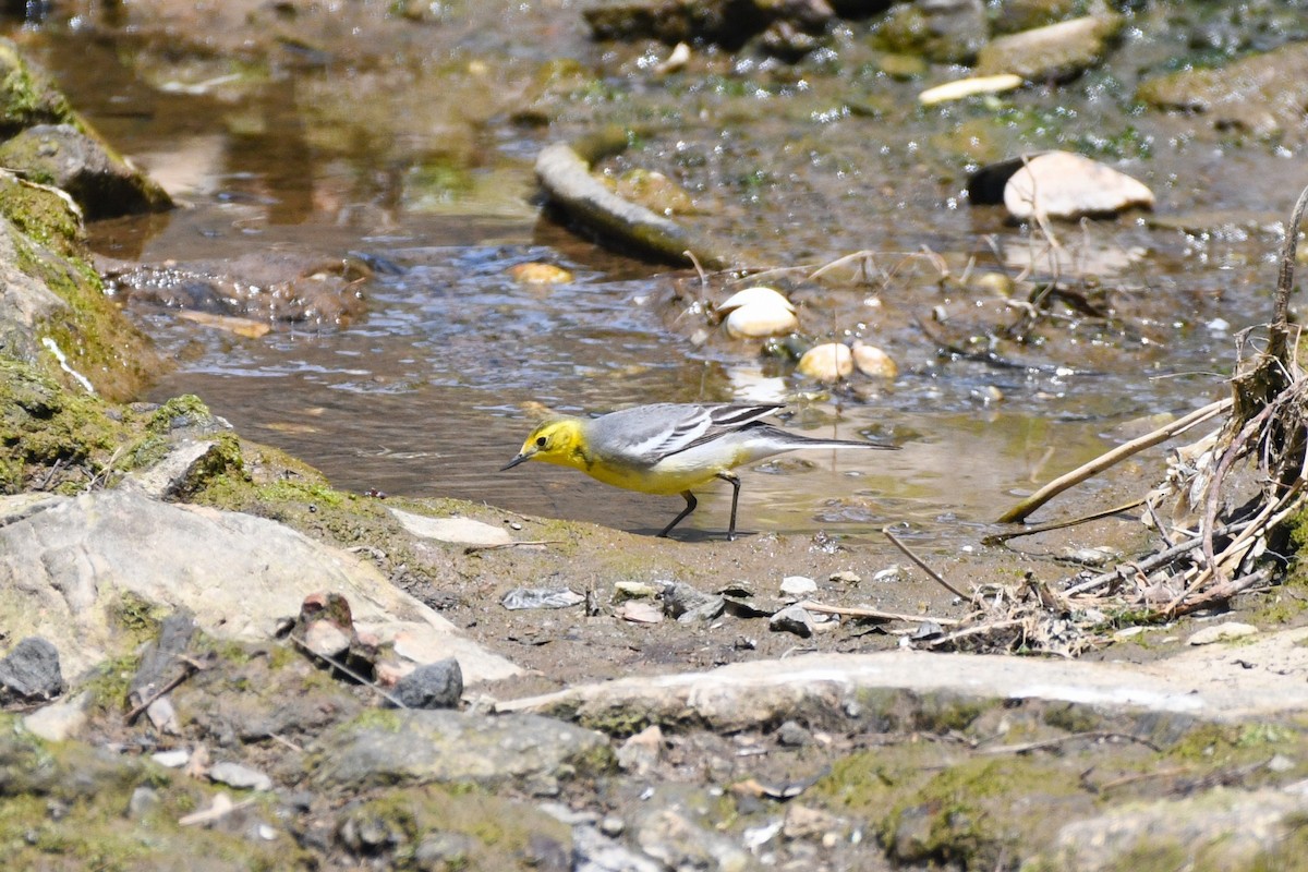 Citrine Wagtail - ML635425275