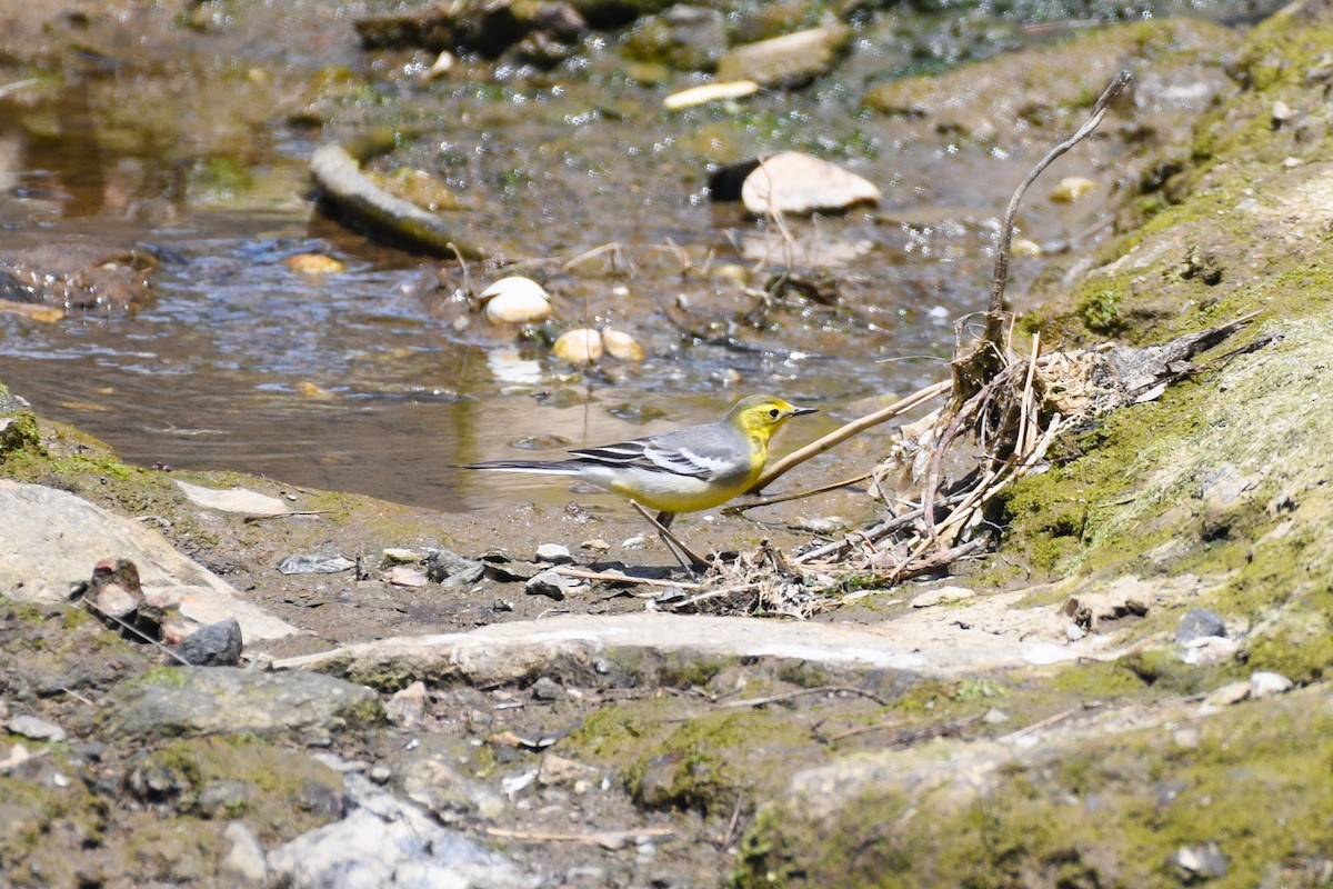 Citrine Wagtail - ML635425276