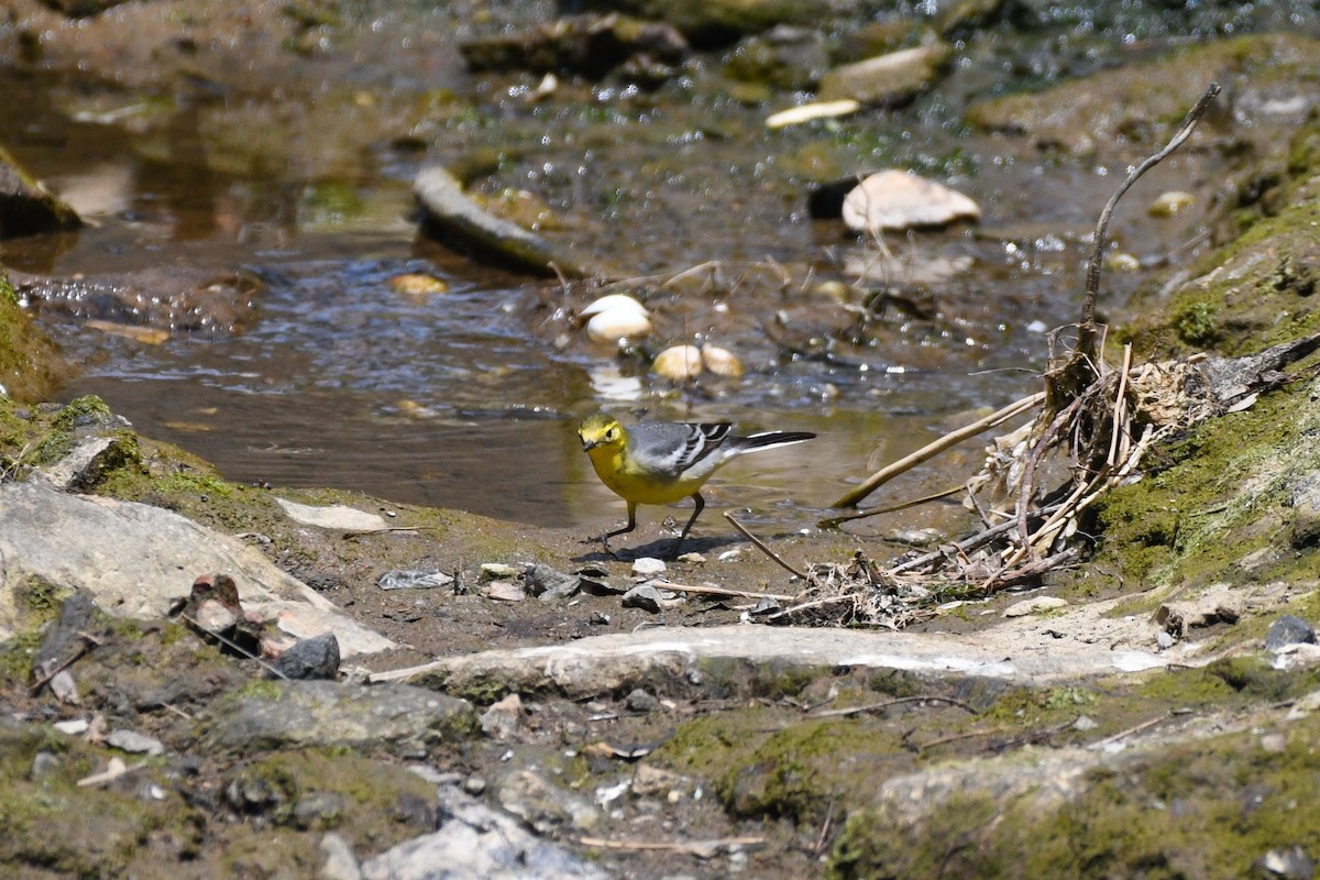 Citrine Wagtail - ML635425277