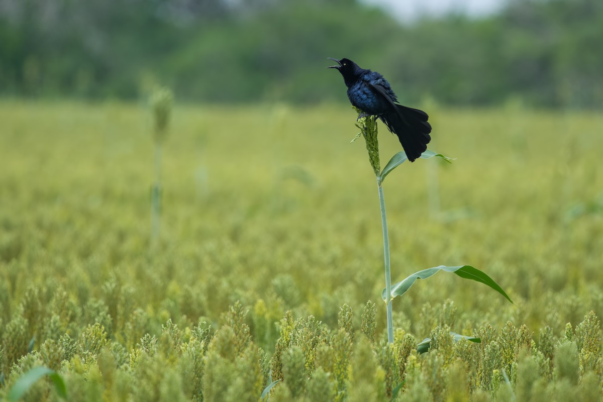 Great-tailed Grackle - ML635425278