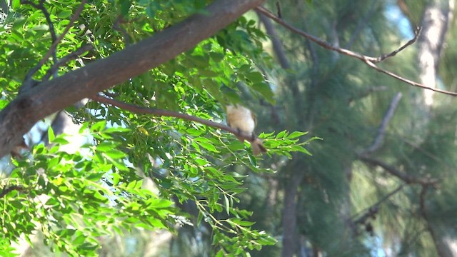 Light-vented x Styan's Bulbul (hybrid) - ML635425285