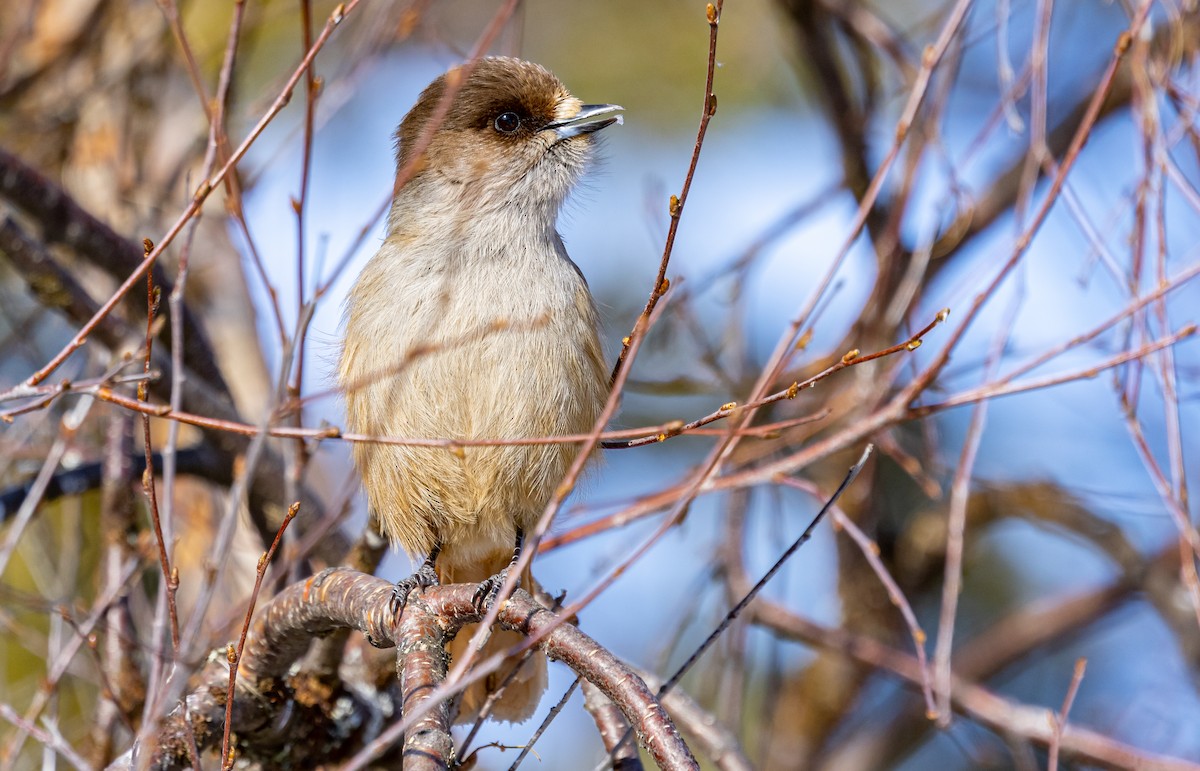 Siberian Jay - ML635425369