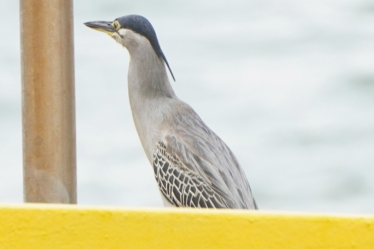 綠簑鷺 - ML635425370