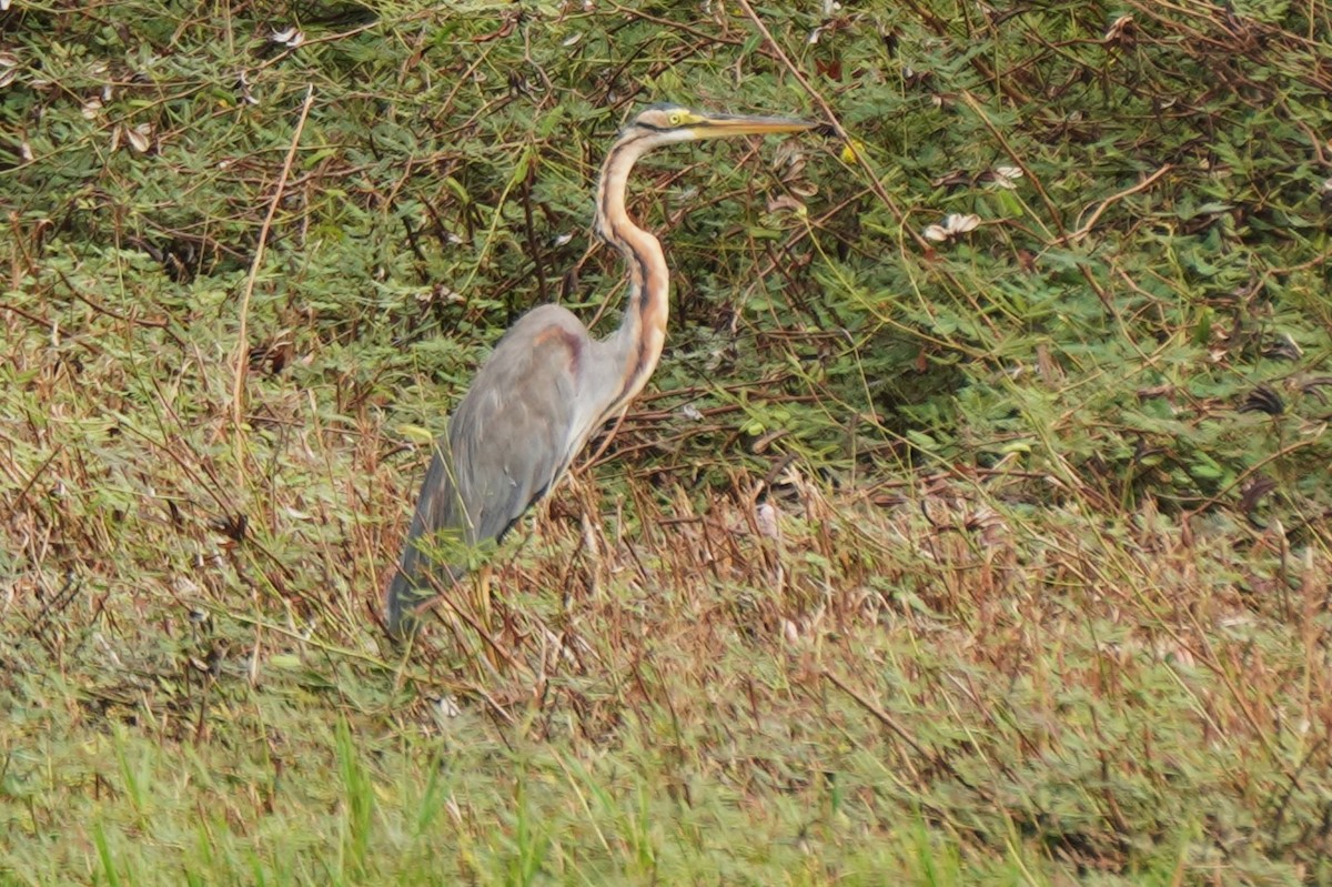 紫鷺 - ML635425388