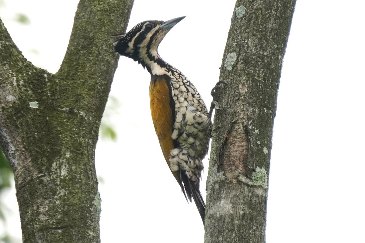Common Flameback - ML635425395