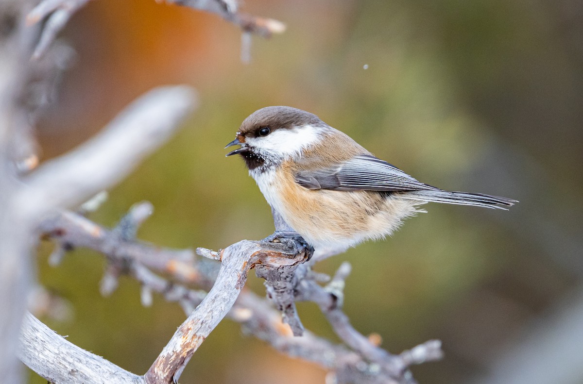 Gray-headed Chickadee - ML635425398