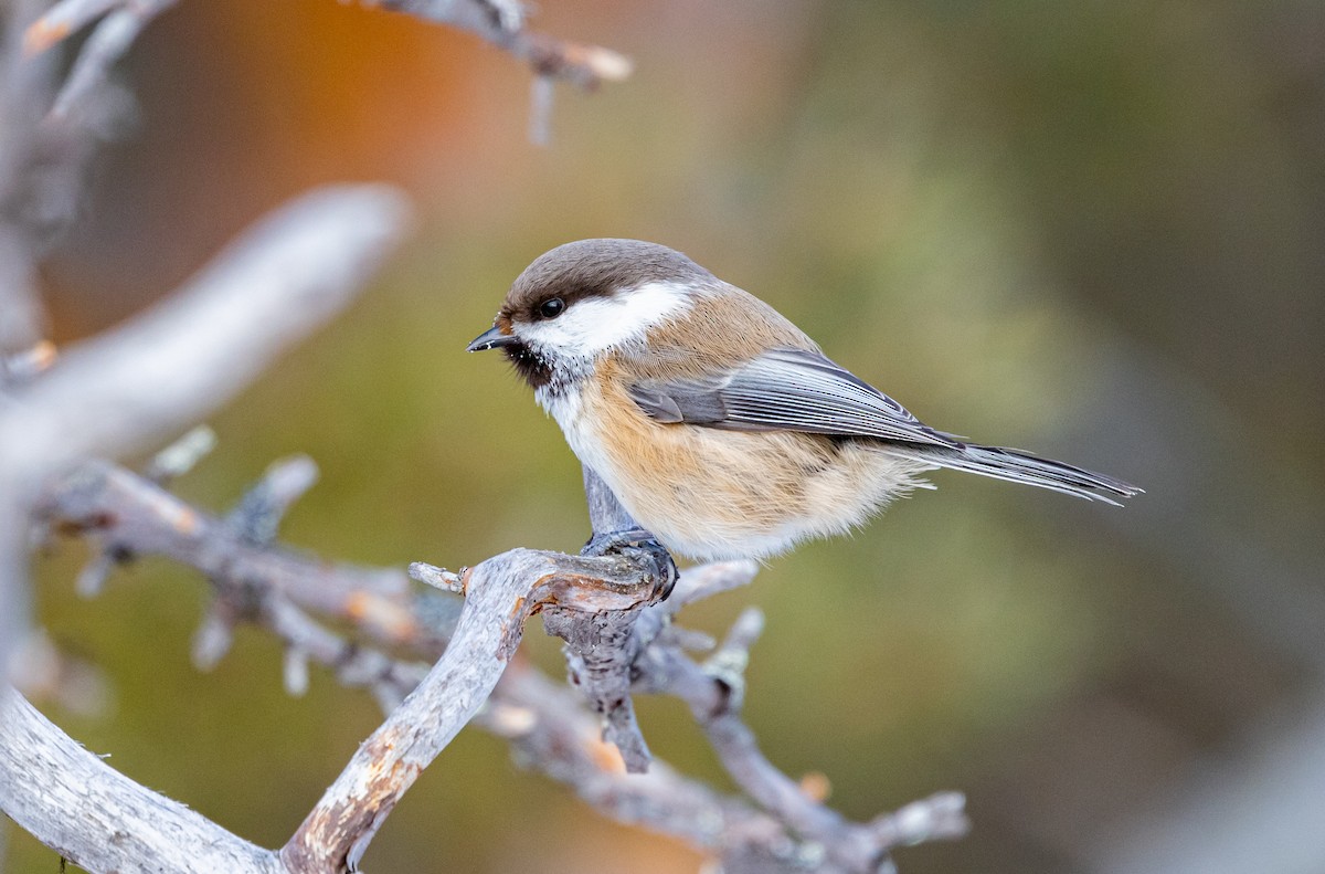 Gray-headed Chickadee - ML635425399