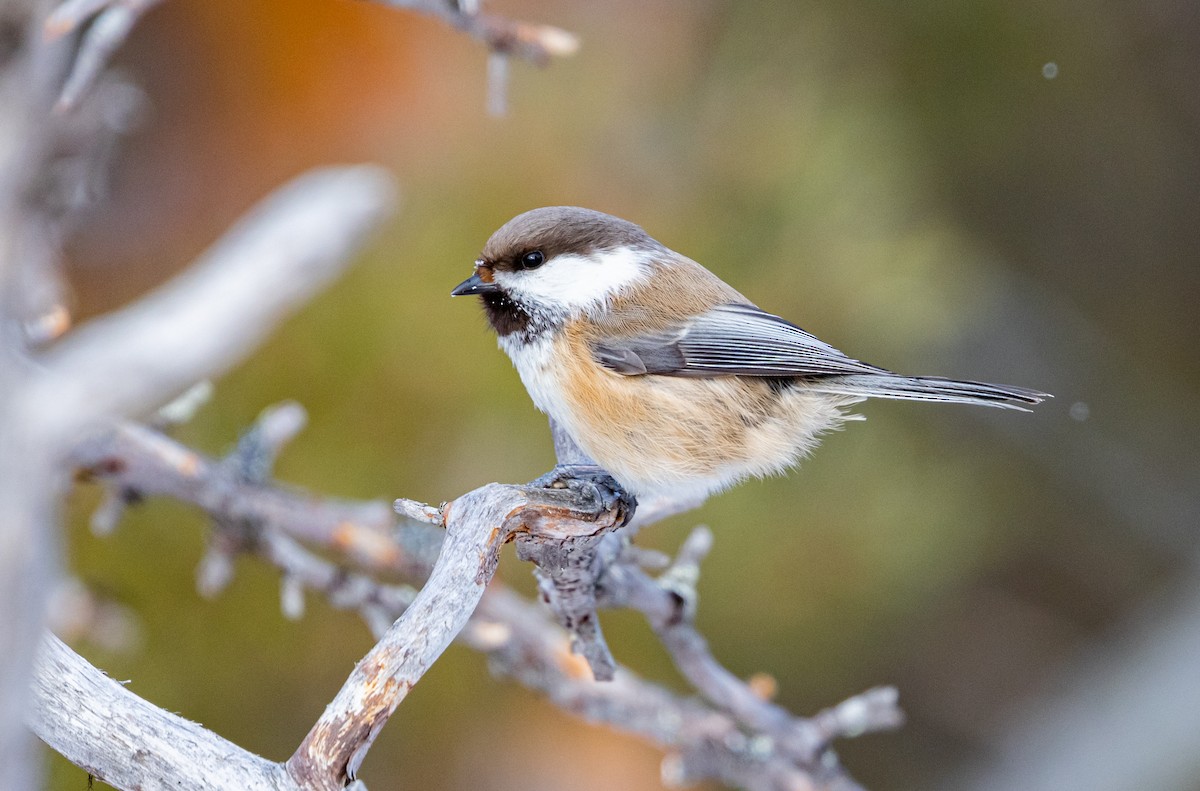 Gray-headed Chickadee - ML635425400