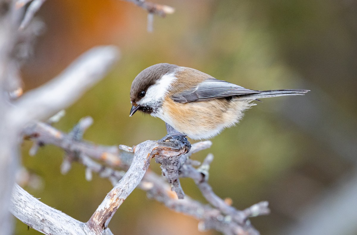 Gray-headed Chickadee - ML635425401
