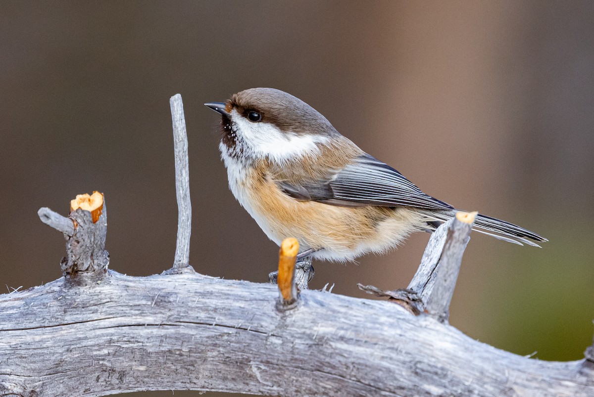 Gray-headed Chickadee - ML635425436