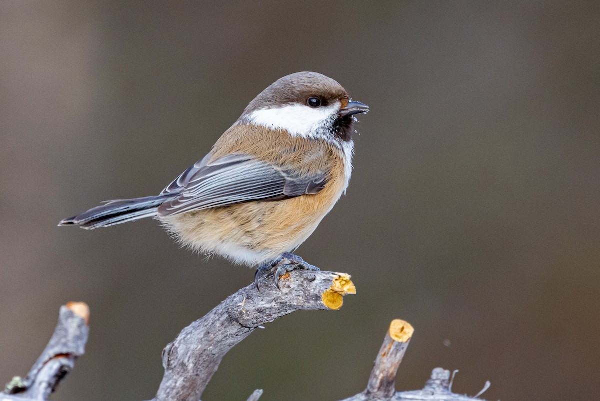 Gray-headed Chickadee - ML635425437