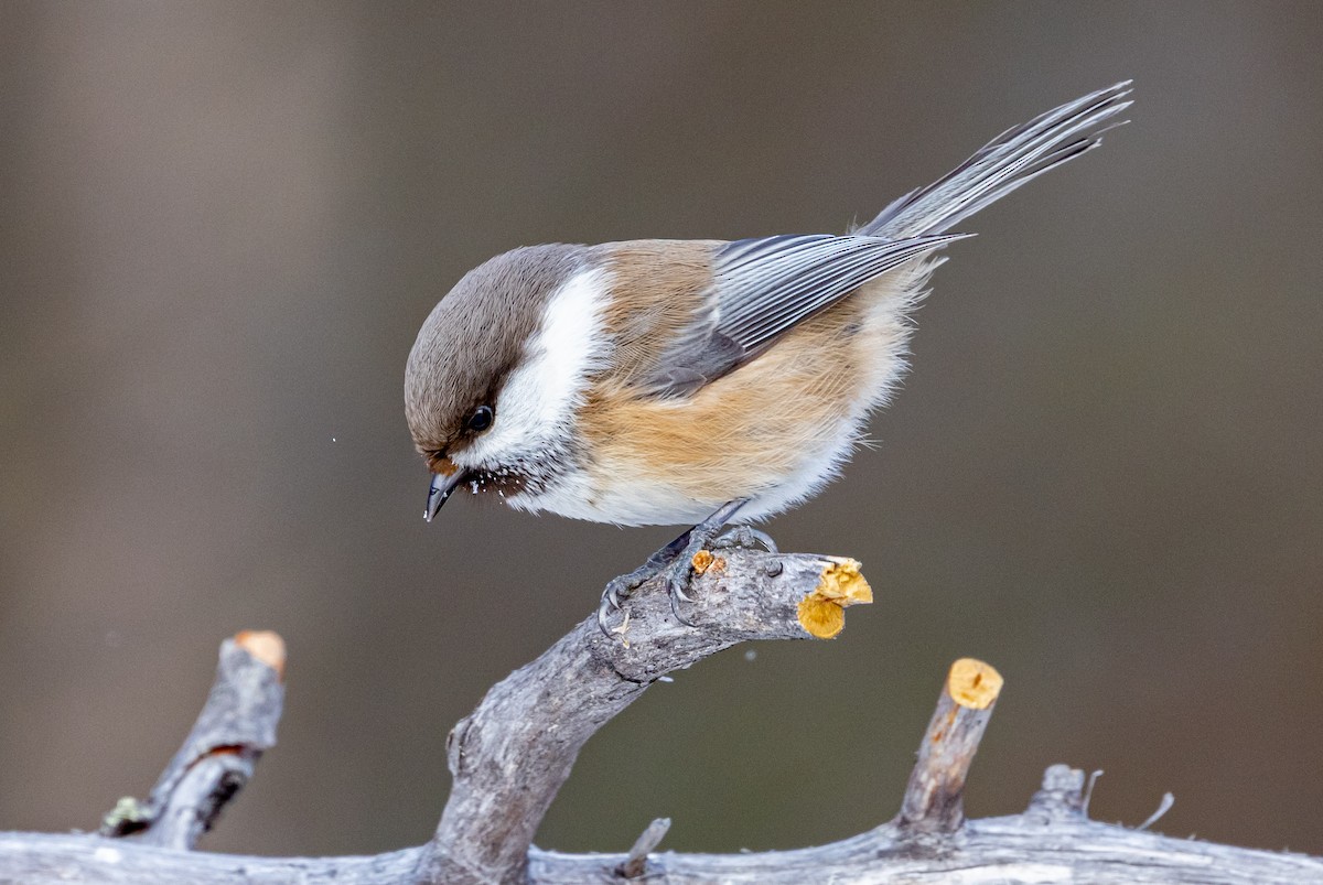Gray-headed Chickadee - ML635425438