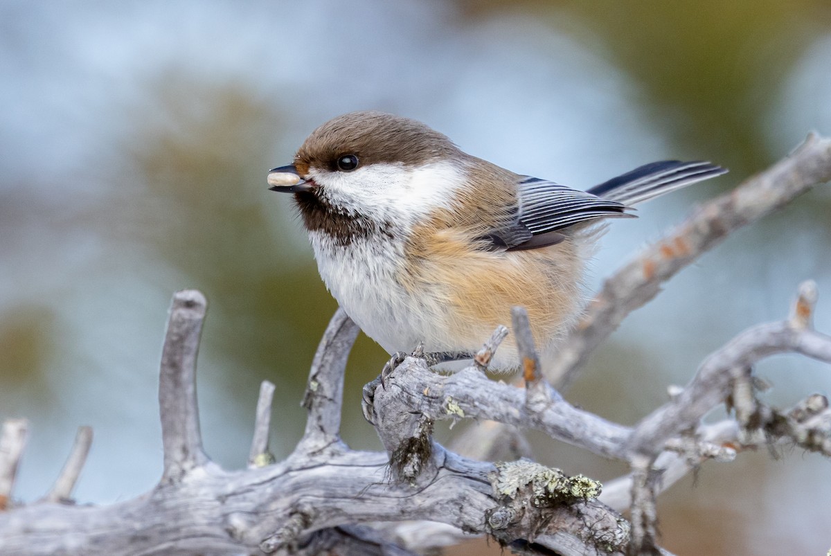Gray-headed Chickadee - ML635425459