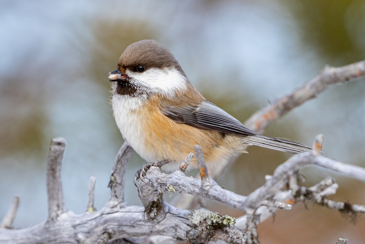 Gray-headed Chickadee - ML635425460