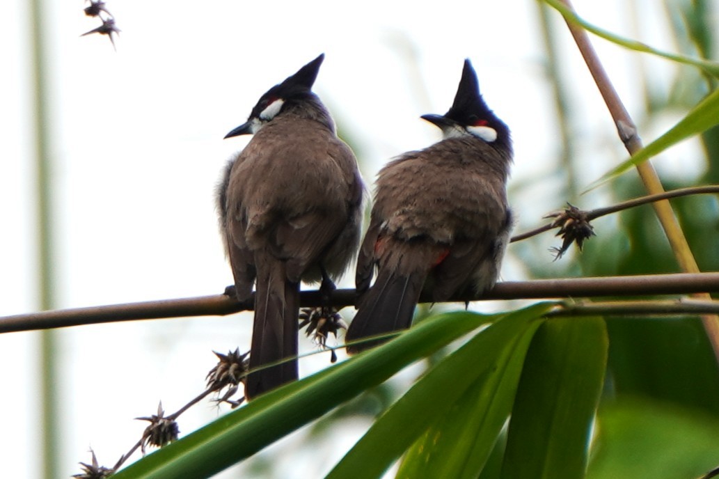 紅耳鵯 - ML635425469