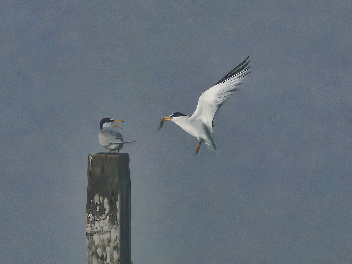 Least Tern - ML635425477
