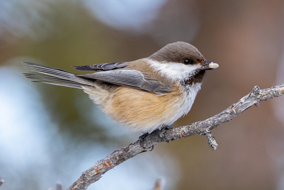 Gray-headed Chickadee - ML635425480