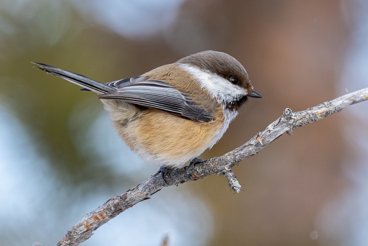 Gray-headed Chickadee - ML635425481