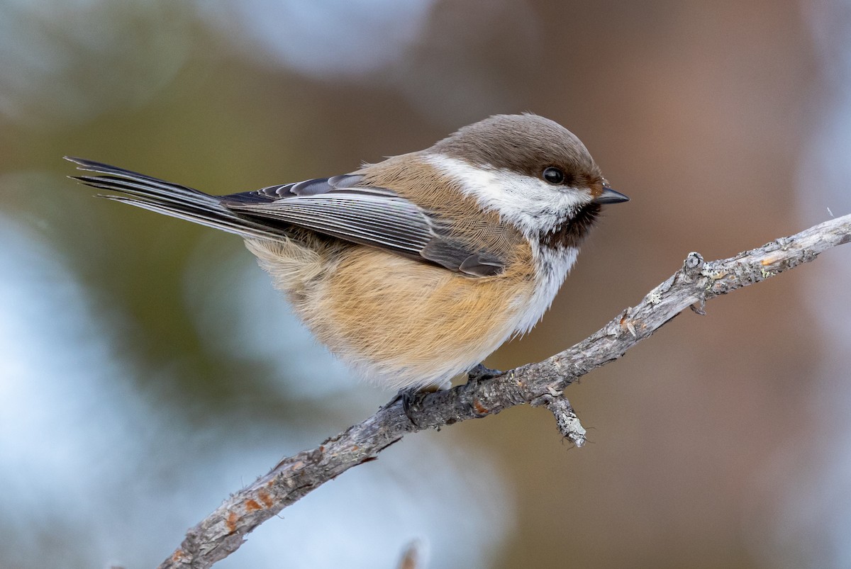Gray-headed Chickadee - ML635425482