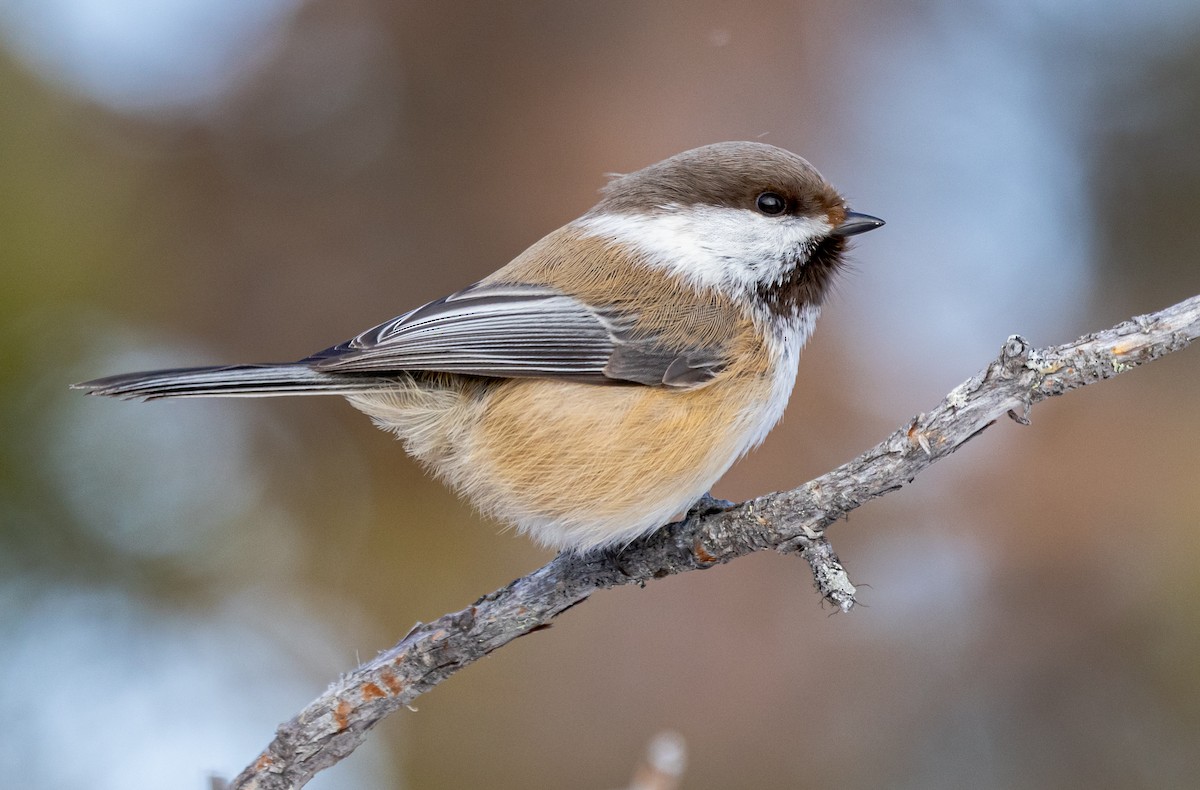 Gray-headed Chickadee - ML635425483