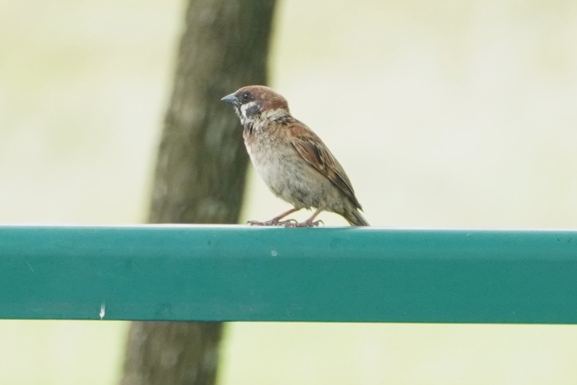 Eurasian Tree Sparrow - ML635425484