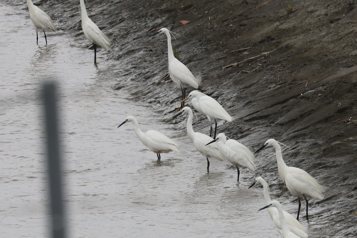 Chinese Egret - ML635425491