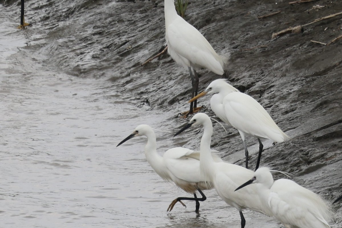 Chinese Egret - ML635425492