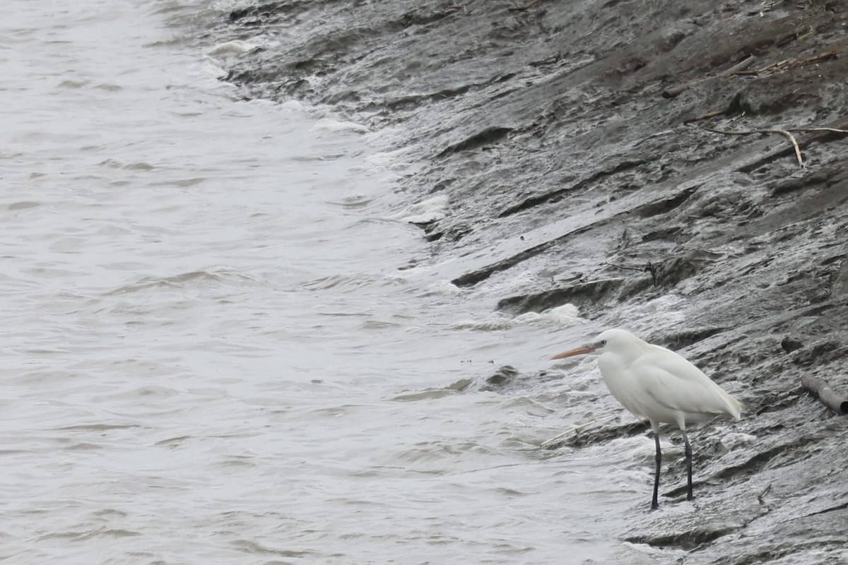 Chinese Egret - ML635425493