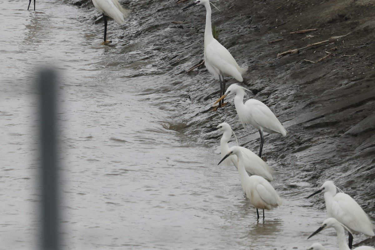 Chinese Egret - ML635425494