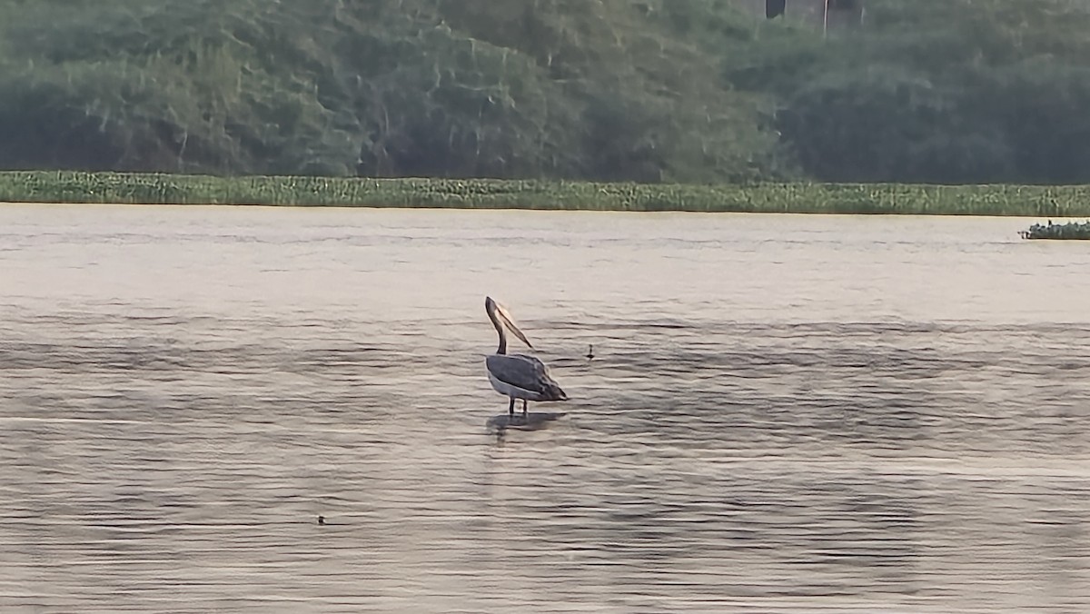 Spot-billed Pelican - ML635425506
