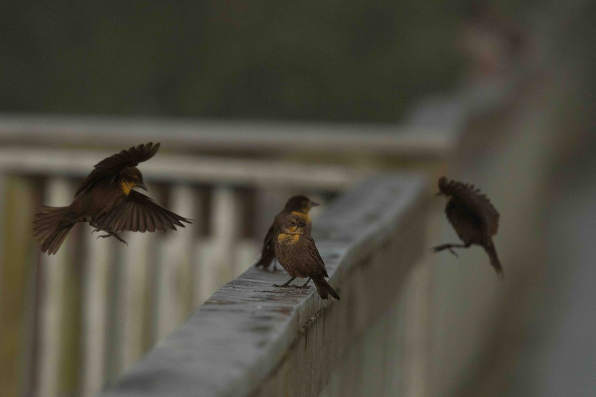 Yellow-headed Blackbird - ML635425516