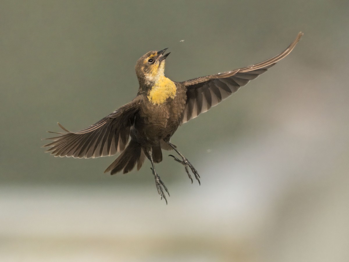 Yellow-headed Blackbird - ML635425528