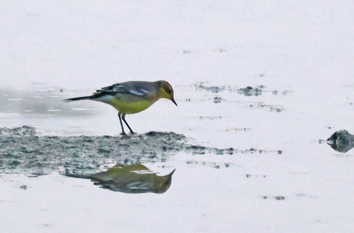 Citrine Wagtail - ML635425536
