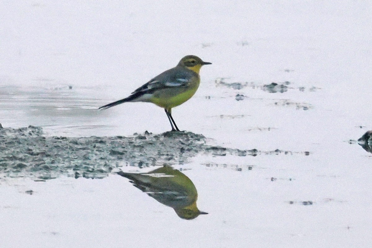 Citrine Wagtail - ML635425537