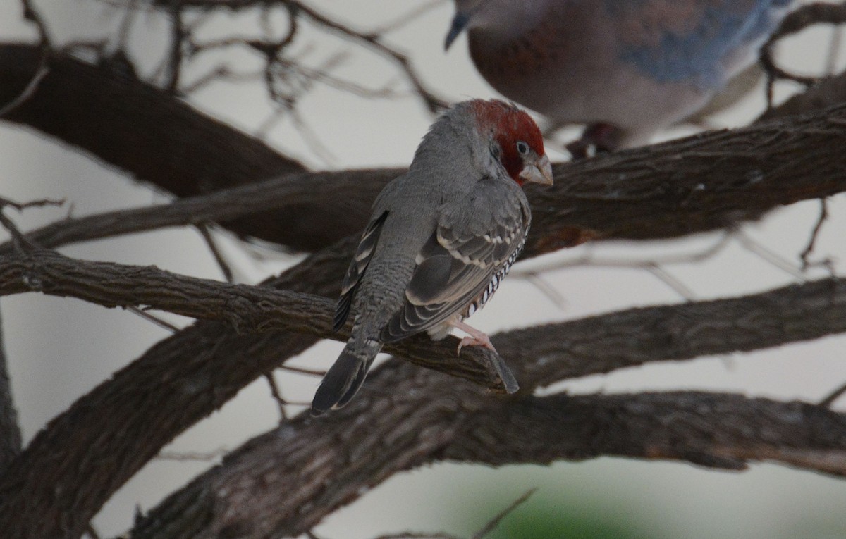 Red-headed Finch - ML635425566