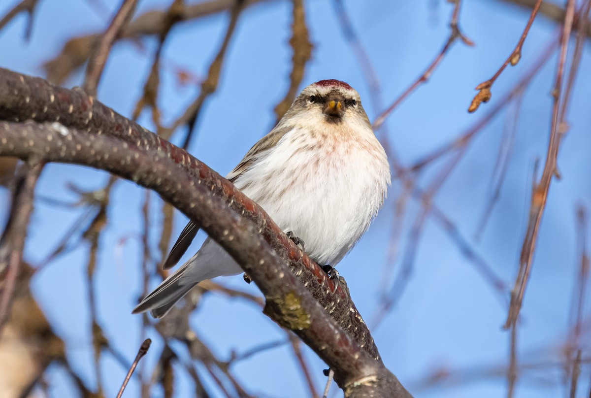 Redpoll (exilipes) - ML635425583