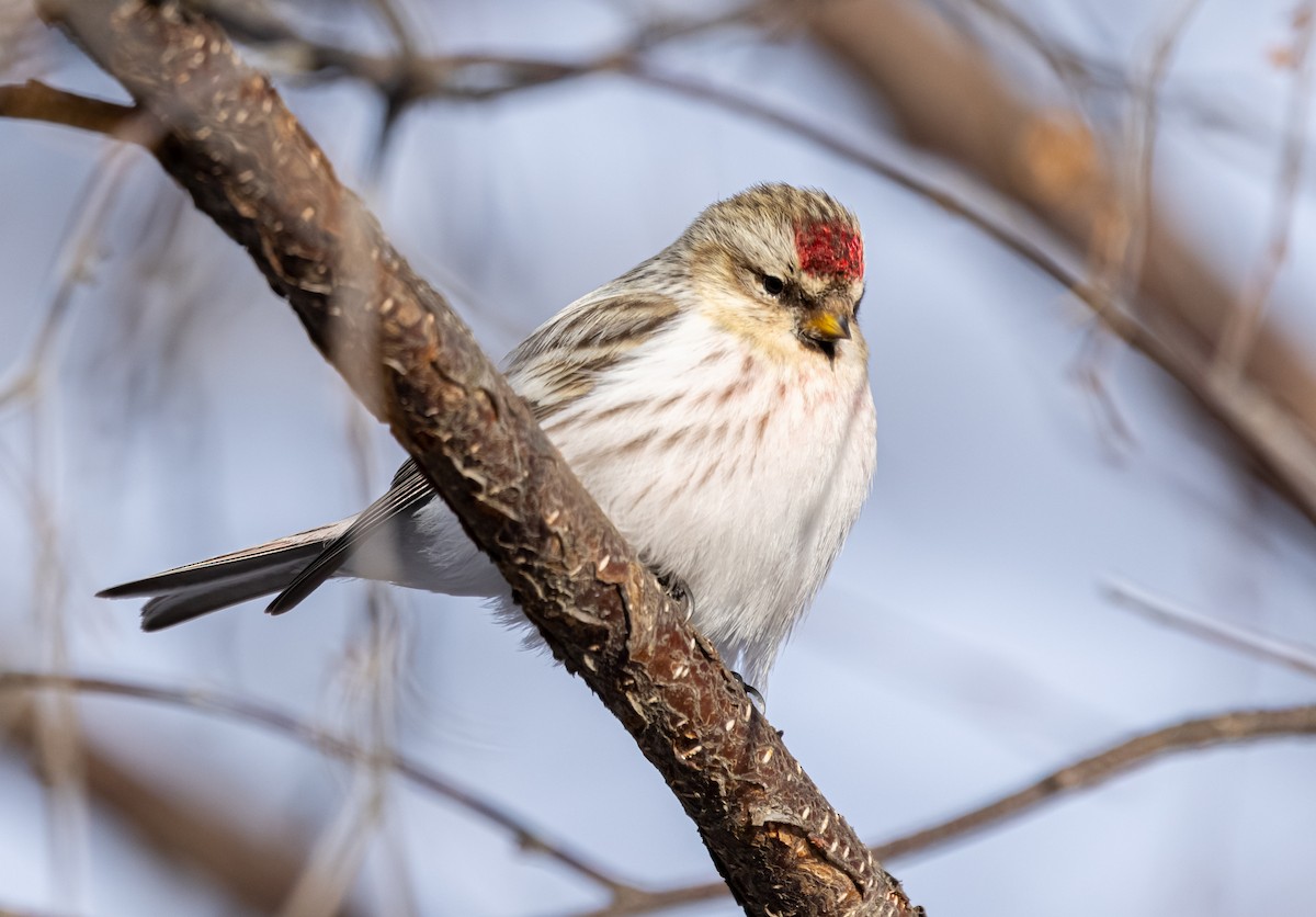 Redpoll (exilipes) - ML635425584