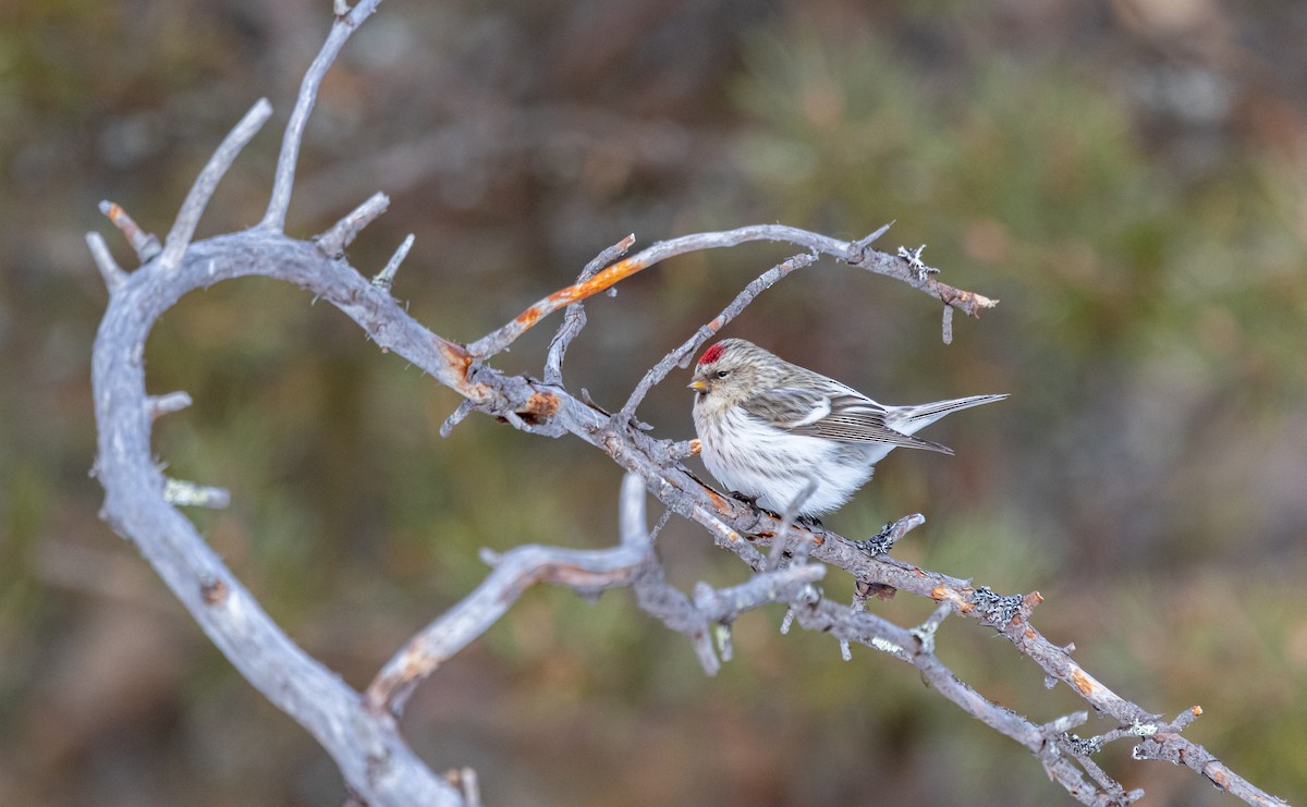 Redpoll (exilipes) - ML635425585