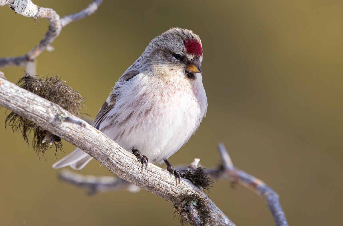 Redpoll (exilipes) - ML635425602