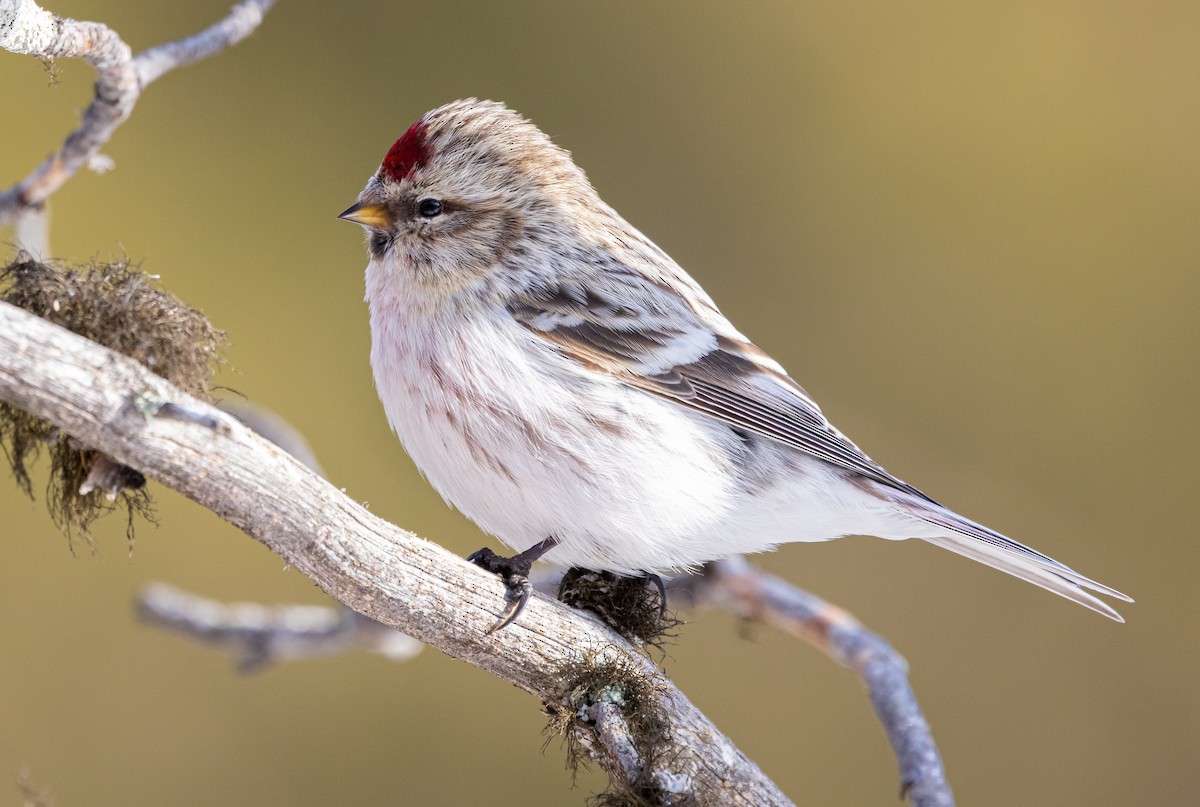Redpoll (exilipes) - ML635425603