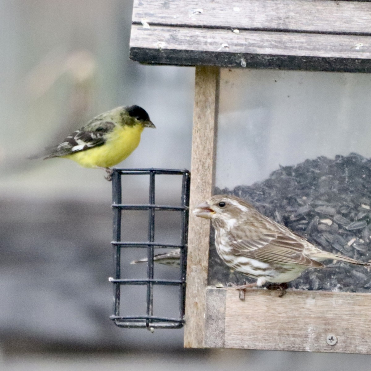 ML635425658 - Lesser Goldfinch - Macaulay Library