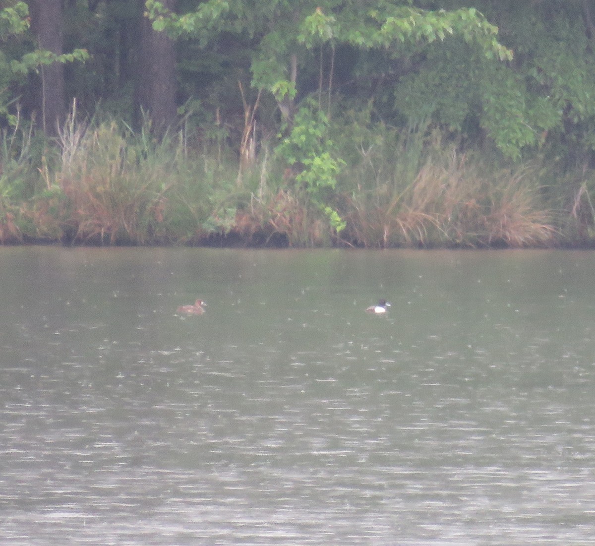Greater/Lesser Scaup - ML635425713