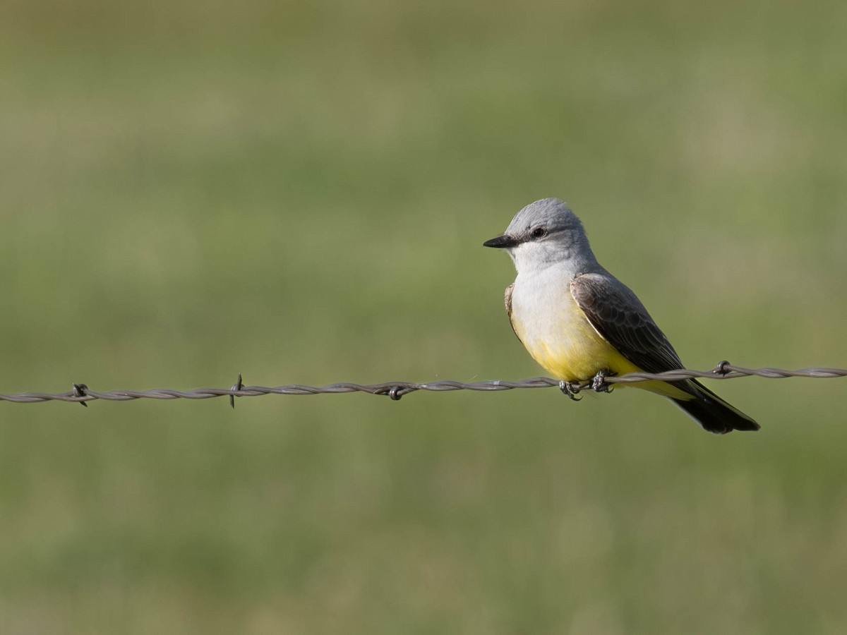Schmalschnabel-Königstyrann - ML635425794