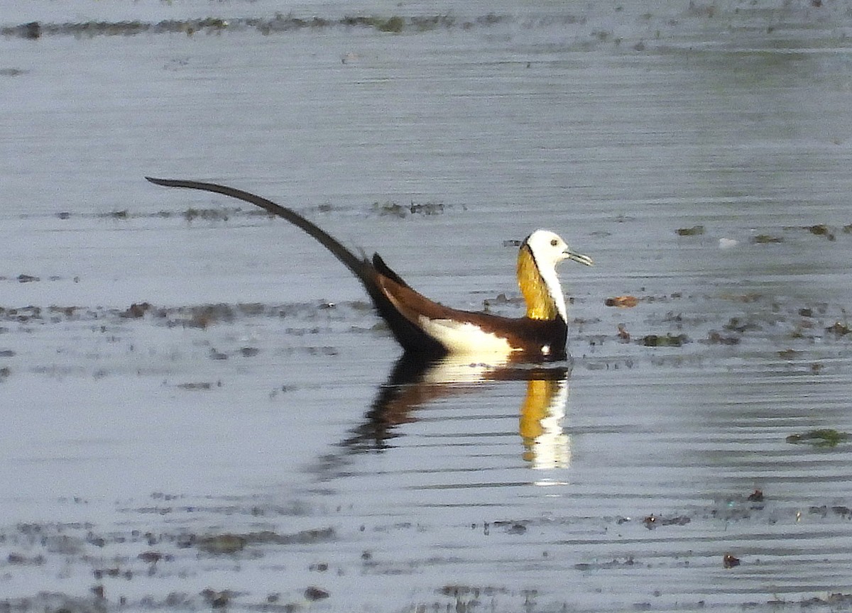 Pheasant-tailed Jacana - ML635425942