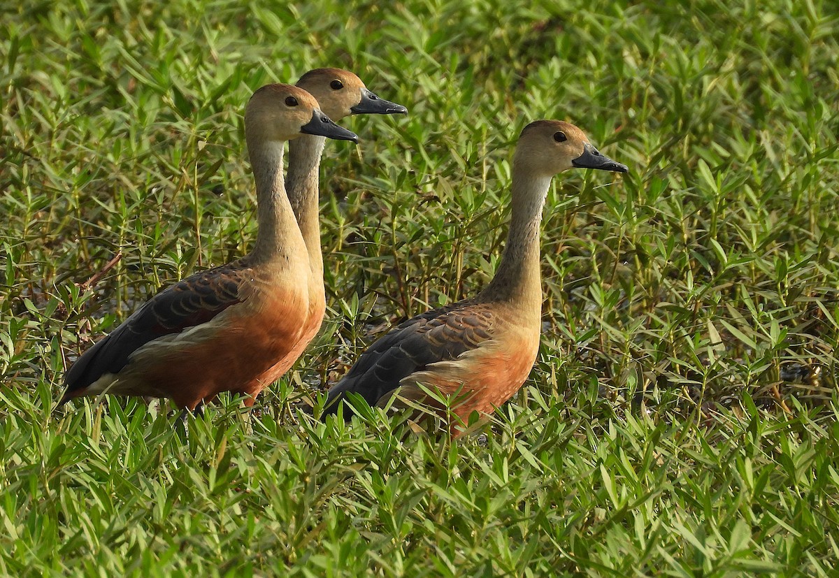 Lesser Whistling-Duck - ML635425950