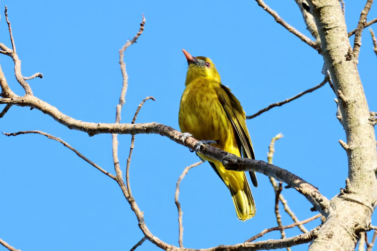 White-lored Oriole - ML635426055