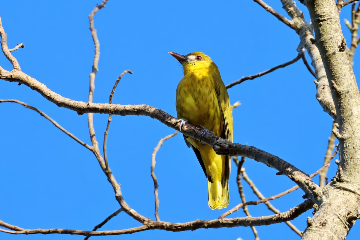 White-lored Oriole - ML635426056