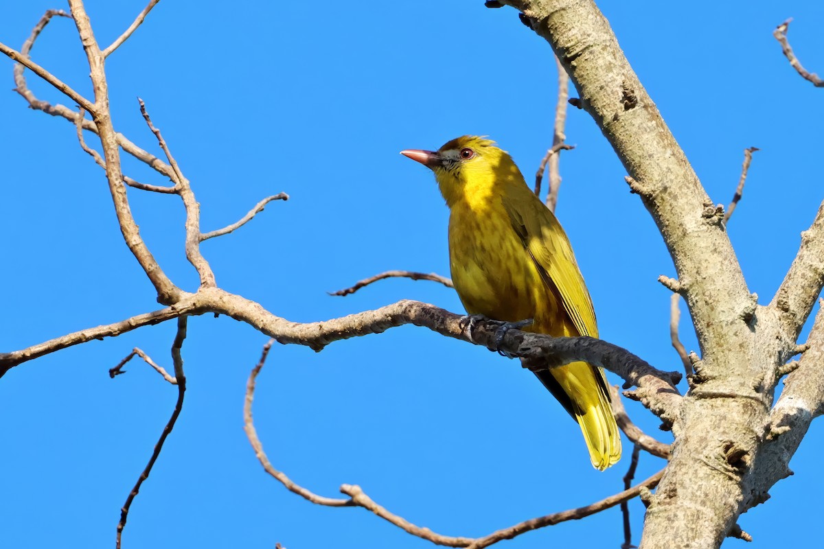 White-lored Oriole - ML635426057